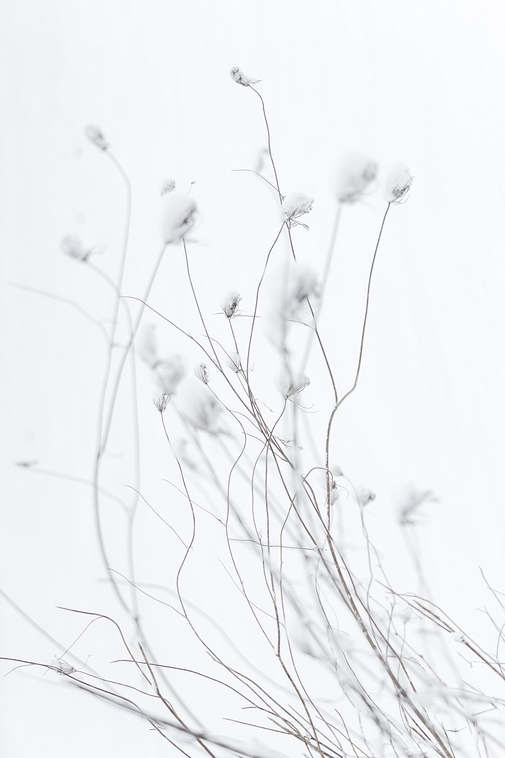 Ca8006-5_青丝引描述图1