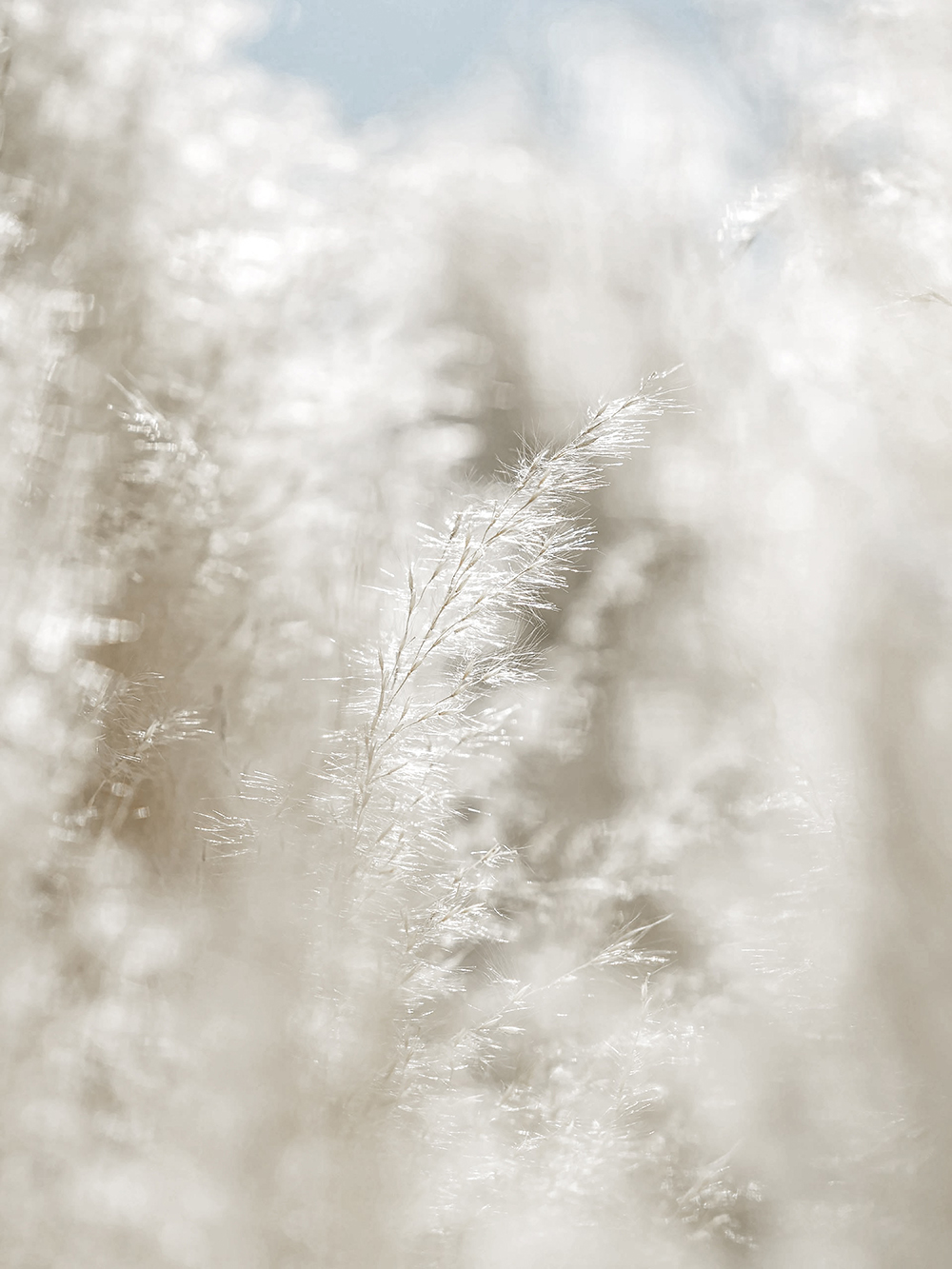 Ca9030_羽光蝶梦描述图1